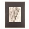 Image 1 : Gelatin Silver Print, Leaf