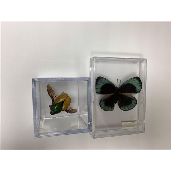 Lot of 2 - Mounted Insects and butterflies in acrylic cases