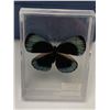 Image 2 : Lot of 2 - Mounted Insects and butterflies in acrylic cases
