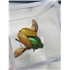 Image 4 : Lot of 2 - Mounted Insects and butterflies in acrylic cases