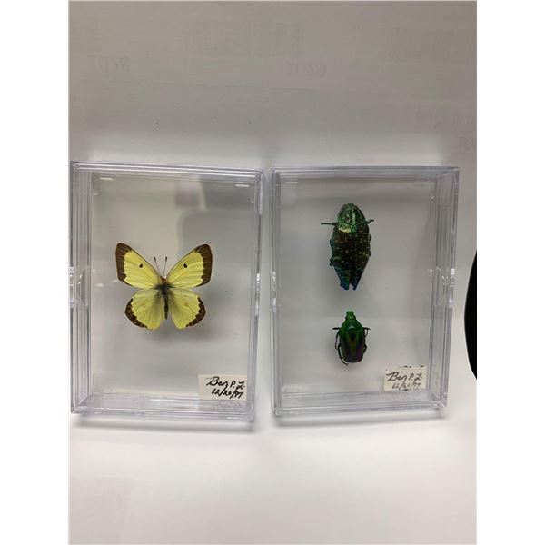 Lot of 2 - Mounted Insects and butterflies in acrylic cases