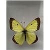 Image 2 : Lot of 2 - Mounted Insects and butterflies in acrylic cases