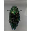 Image 5 : Lot of 2 - Mounted Insects and butterflies in acrylic cases