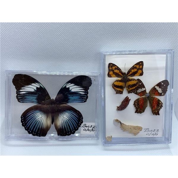 Butterfly Display Case Lot of 2