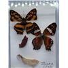 Image 3 : Butterfly Display Case Lot of 2