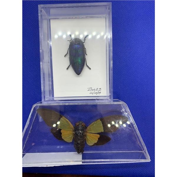 Lot of 2 Mounted and cased insects
