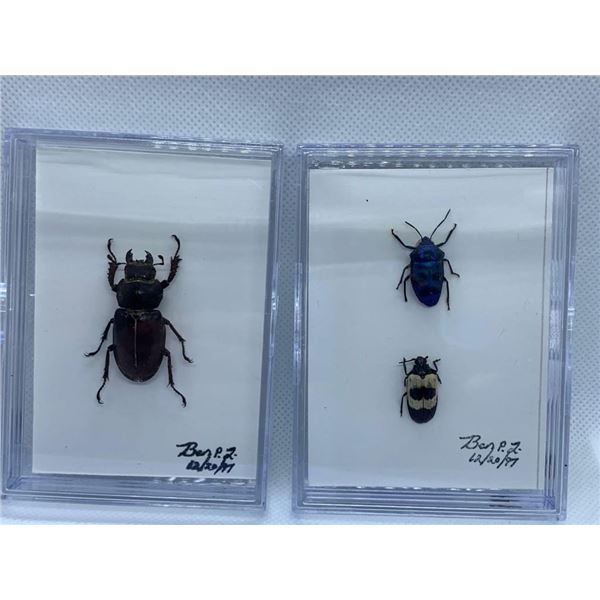 Beetle Display Case Lot of 2