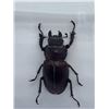 Image 2 : Beetle Display Case Lot of 2