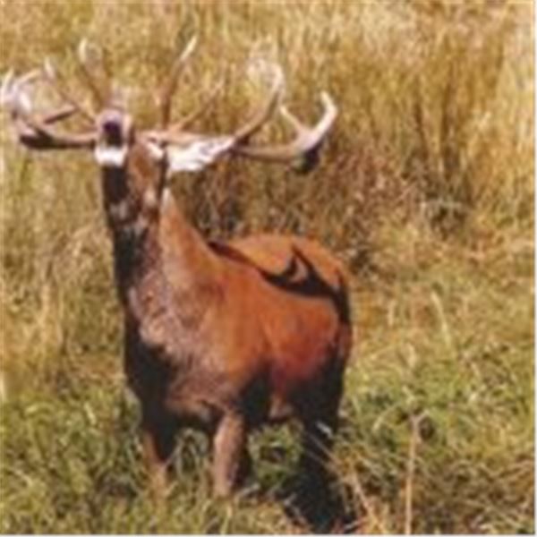 4-Day/5-Night Red Stag up to 360 SCI for 1 Hunter
