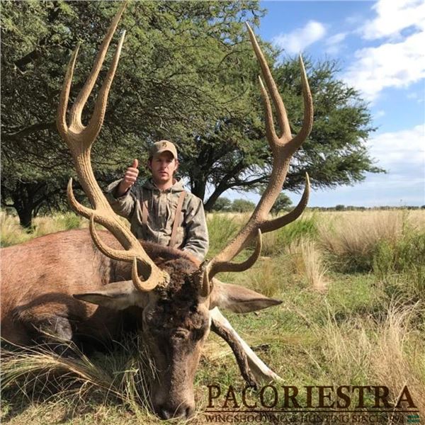 5-days/4-nights Red Stag or Water Buffalo hunt in Argentina for 1 hunter