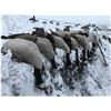 Image 3 : N. Dakota Duck & Goose Hunt for 2, 4-days/4-nights