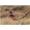 Image 1 : 3-days/3-nights Pheasant hunting & Duck hunting in South Dakota for 4 hunters