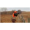 Image 5 : 3-days/3-nights Pheasant hunting & Duck hunting in South Dakota for 4 hunters