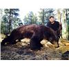 Image 1 : New Mexico Bear Hunt with Dogs