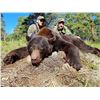 Image 4 : New Mexico Bear Hunt with Dogs