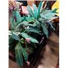 Image 2 : LOT OF ARTIFICIAL PLANTS