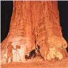 Image 2 : Robert Sheer, "Young Ansel at the Sequoias" Limited Edition Single Exposure Photograph, Numbered and