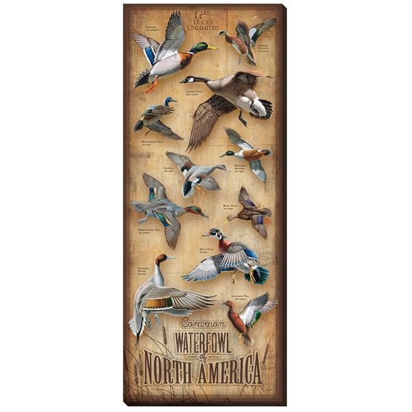 Waterfowl of North America Wrapped Canvas