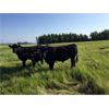 Image 1 : Diamond Willow Ranch Inc. - 1050# Steers - 488 Head (Chauvin, AB)