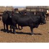 Image 1 : Babcock Livestock - 950# Steers - 36 Head (Czar, AB)