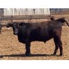 Image 3 : Babcock Livestock - 950# Steers - 36 Head (Czar, AB)