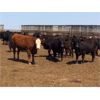 Image 4 : Babcock Livestock - 950# Steers - 36 Head (Czar, AB)