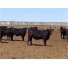 Image 5 : Babcock Livestock - 950# Steers - 36 Head (Czar, AB)