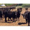 Image 1 : Babcock Livestock - 870# Steers - 72 Head (Czar, AB)