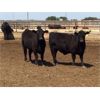 Image 3 : Babcock Livestock - 870# Steers - 72 Head (Czar, AB)