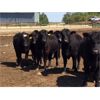 Image 5 : Babcock Livestock - 870# Steers - 72 Head (Czar, AB)