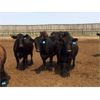 Image 3 : Babcock Livestock - 950# Heifers - 189 Head (Czar, AB)