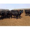 Image 5 : Babcock Livestock - 950# Heifers - 189 Head (Czar, AB)