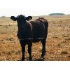 Image 10 : Gould Ranching - 800# Heifers - 300 Head (Consort, AB)