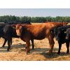 Image 11 : Gould Ranching - 800# Heifers - 300 Head (Consort, AB)
