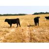 Image 6 : Gould Ranching - 800# Heifers - 300 Head (Consort, AB)