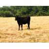 Image 7 : Gould Ranching - 800# Heifers - 300 Head (Consort, AB)