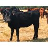 Image 9 : Gould Ranching - 800# Heifers - 300 Head (Consort, AB)