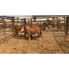 Image 1 : Leggett Farms - 375# Steer Calves - 4 Head (Pen 48)