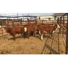 Image 1 : Leggett Farms - 575# Steer Calves - 8 Head (Pen 50)