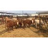 Image 1 : Leggett Farms - 519# Steer Calves - 8 Head (Pen 81)