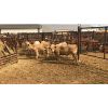 Image 1 : Leggett Farms - 439# Steer Calves - 6 Head (Pen 79)