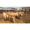 Image 1 : Leggett Farms - 531# Steer Calves - 11 Head (Pen 52)