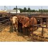 Image 1 : Glenn & Loralie Martin - 930# Heifers - 8 Head (Pen 18)