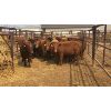 Image 1 : Byron & Michelle Clarke - 795# Steers - 20 Head (Pen 46)