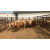 Image 1 : Byron & Michelle Clarke - 630# Heifers - 12 Head (Pen 49)