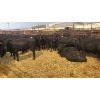 Image 1 : Johnson Feeders - 796# Heifers - 78 Head (Pen 34)