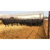 Image 1 : Johnson Feeders - 863# Heifers - 103 Head (Pen 306)