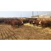 Image 1 : Johnson Feeders - 759# Heifers - 39 Head (Pen 63)