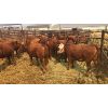 Image 1 : Johnson Feeders - 830# Heifers - 30 Head (Pen 76F)