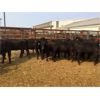 Image 1 : 25/75 Ranching - 768# Heifers - 78 Head (Pen 304)